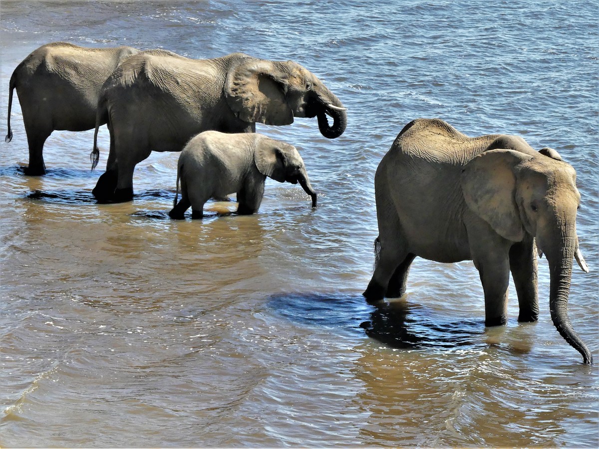 family of elephants drinking