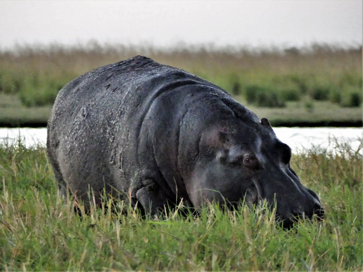 grazing hippo