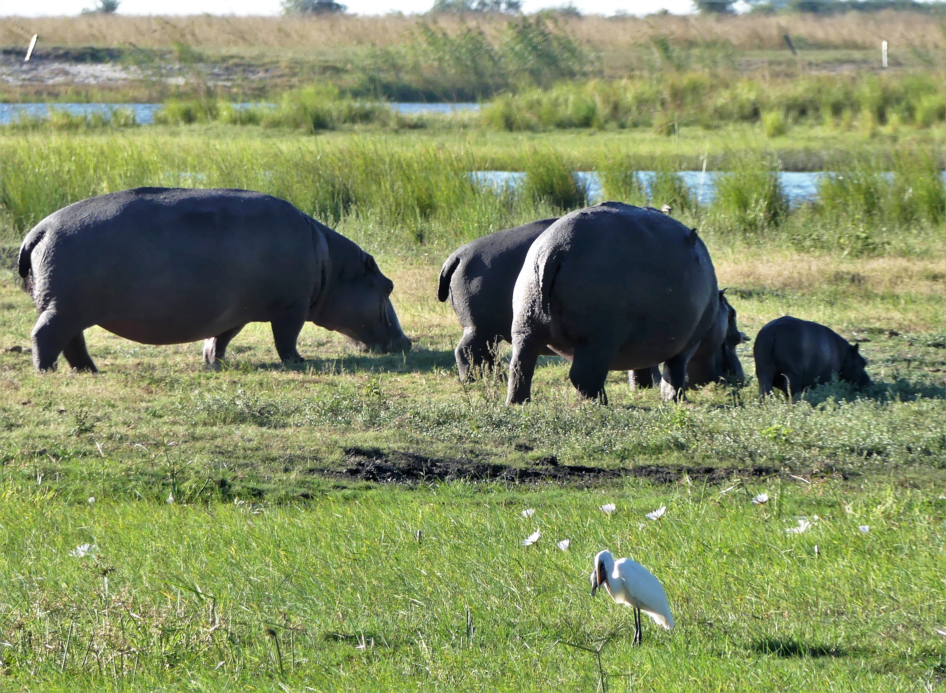 Great heron with catch and hippos