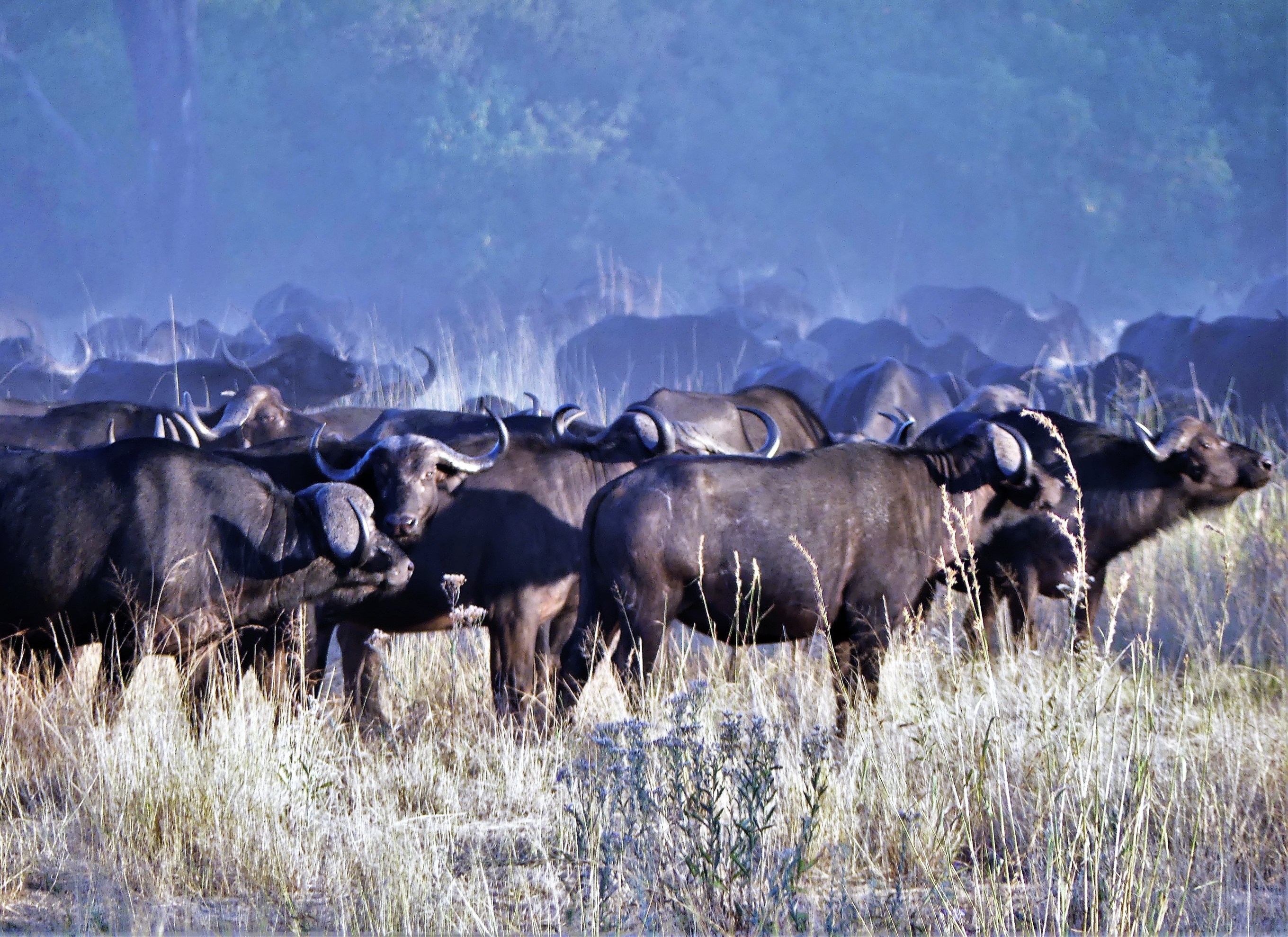 herd of Cape buffalo (2)