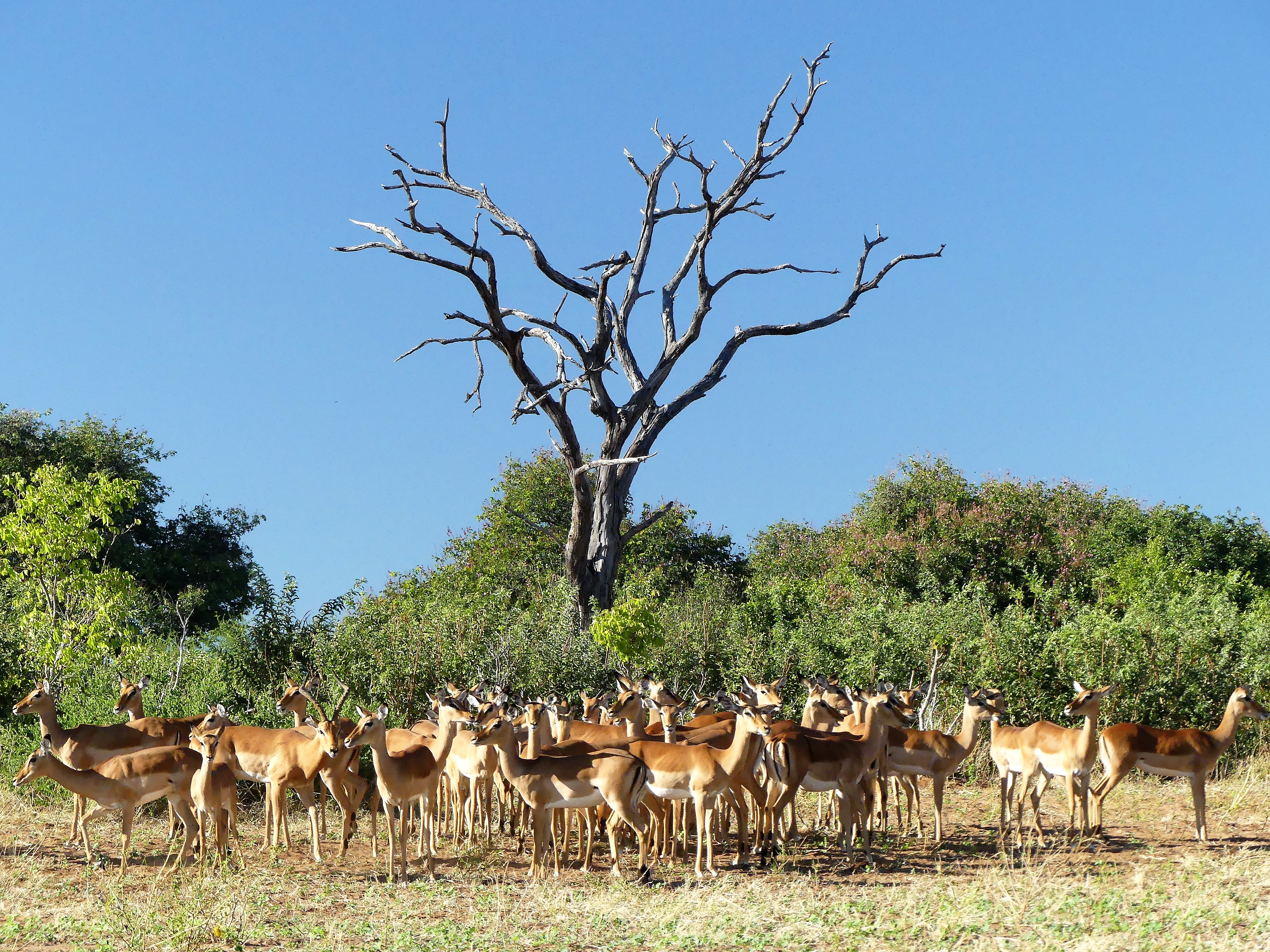 herd of impalas