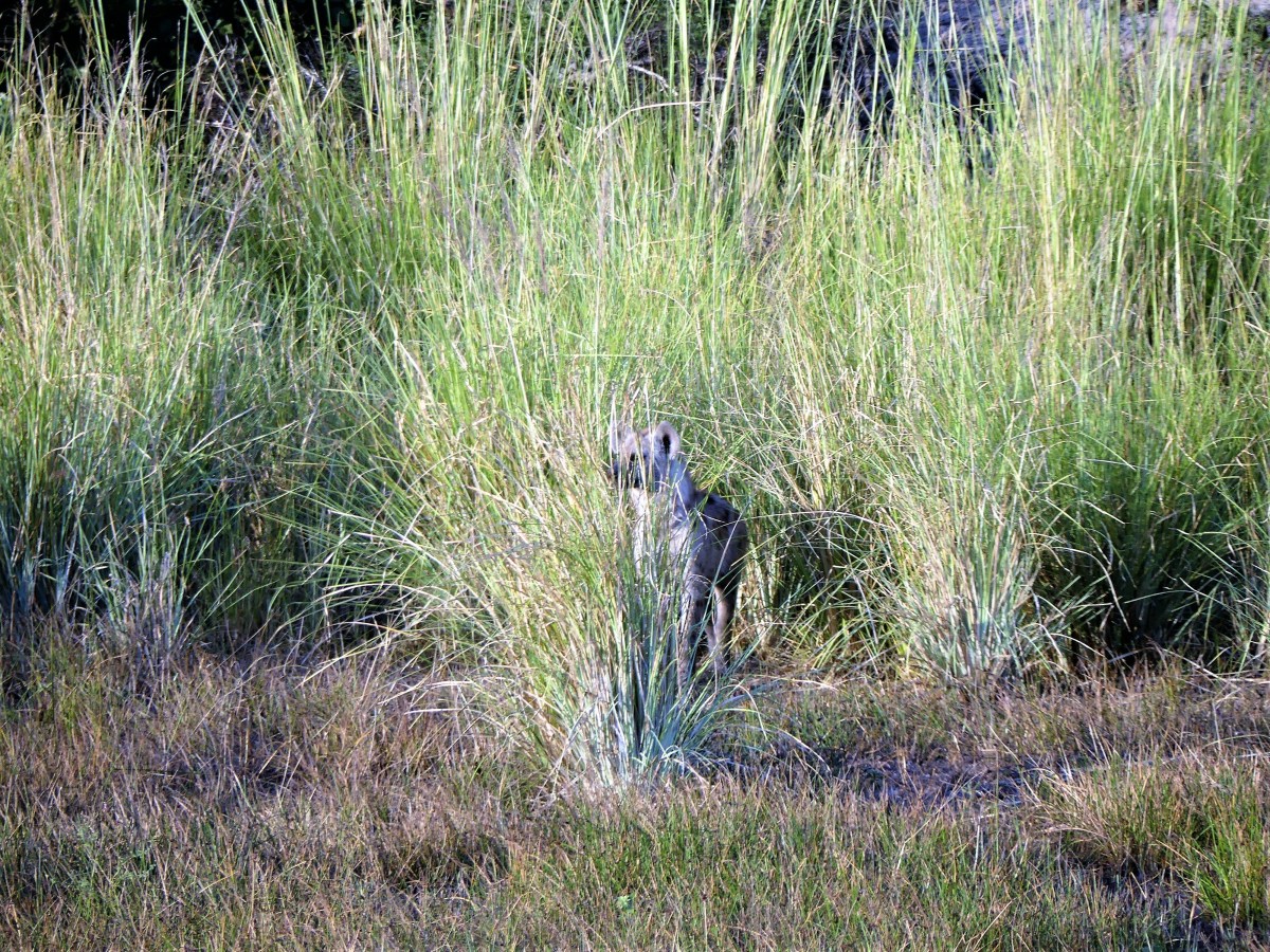 hyena in the grass