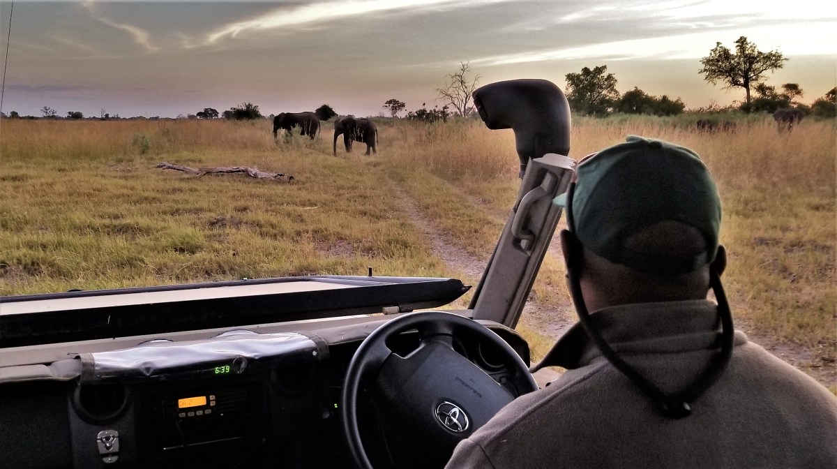 KT shows us elephants
