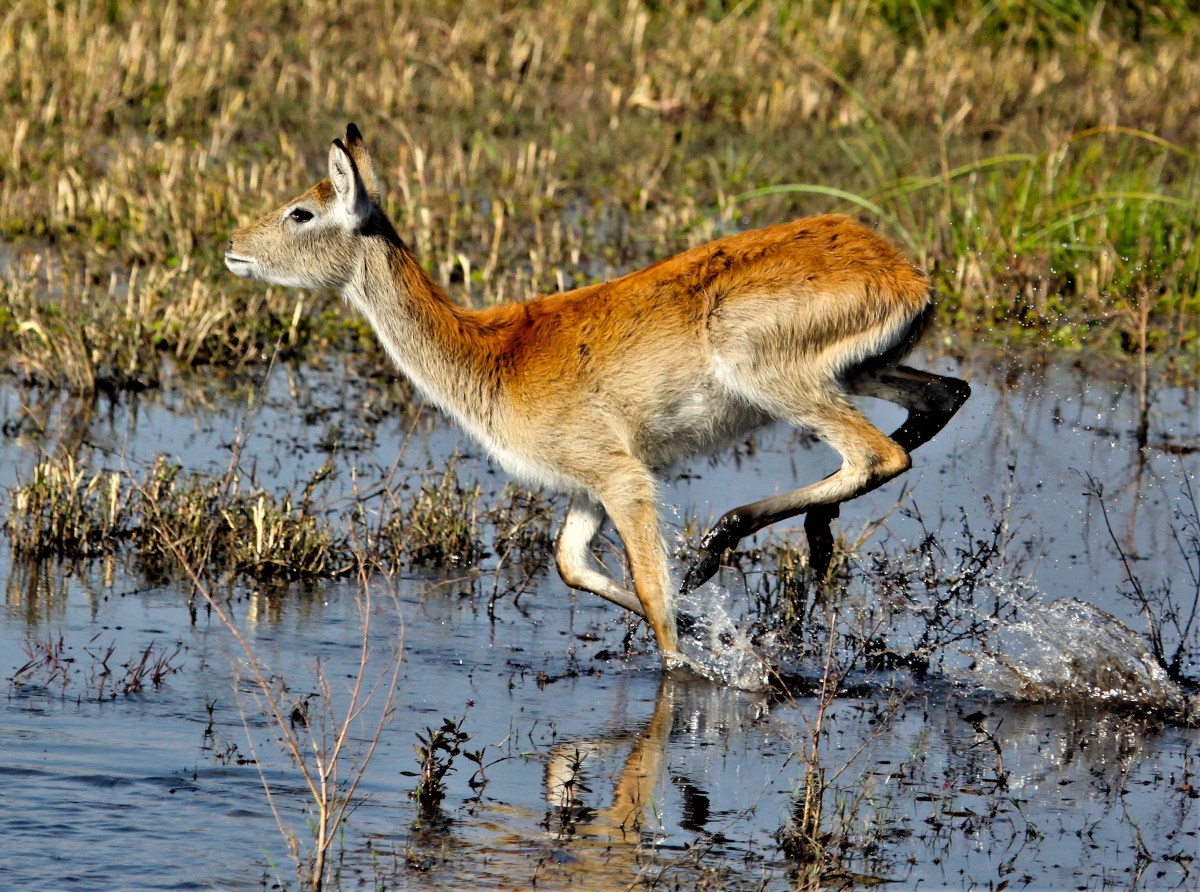 Leaping_Lechwe (2)