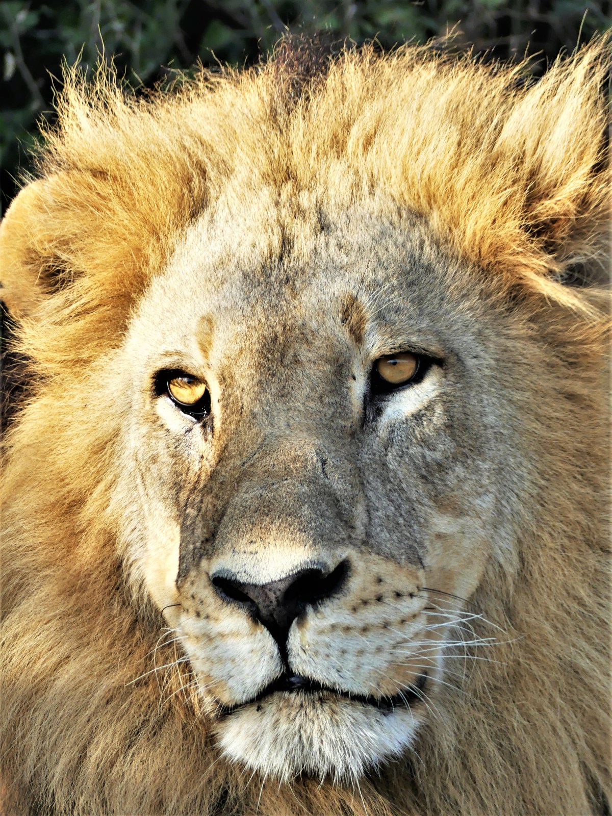 lion CU