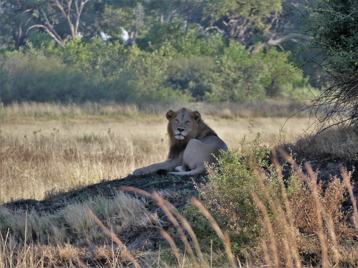 lion in waiting
