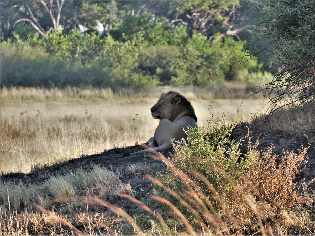 lion waiting