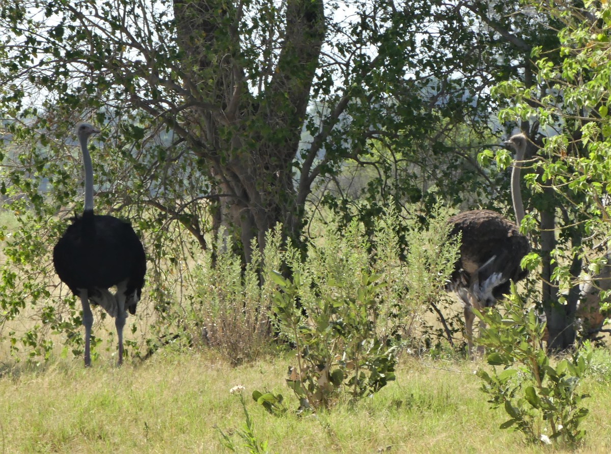 Male and female Ostriches