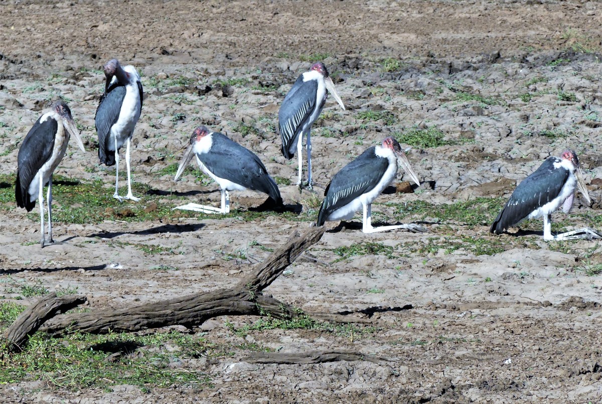 Marabou storks stand and kneel