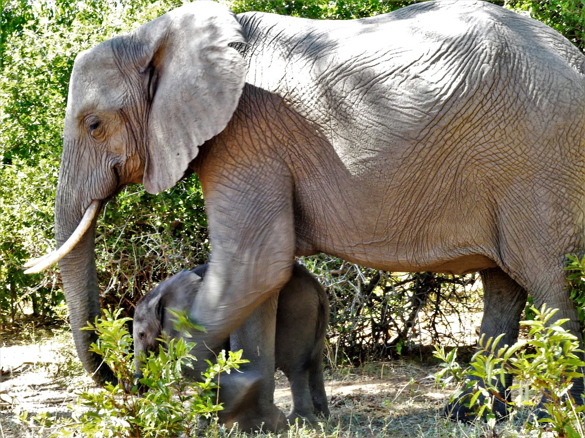 mom and baby elephant