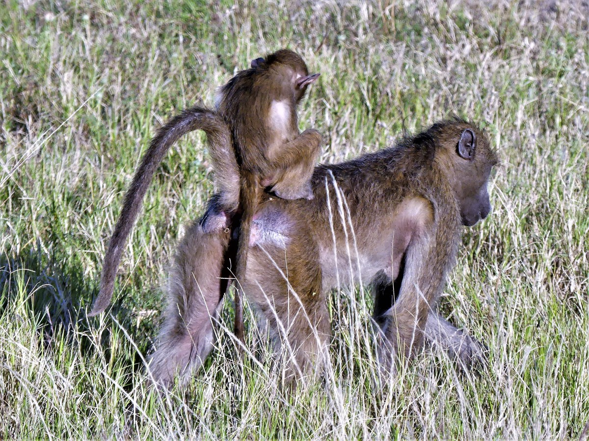 mother and child baboons