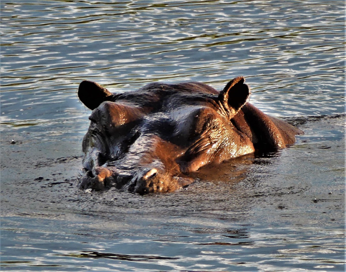 napping in the water