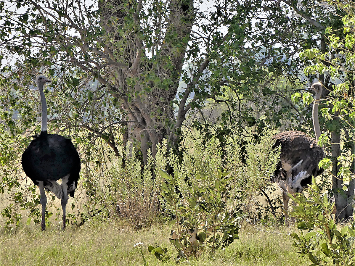 Ostrich pair