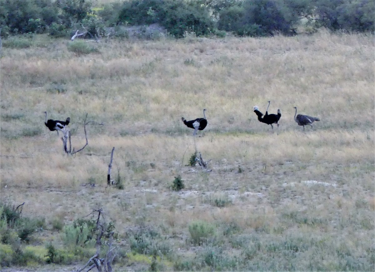 ostriches from above