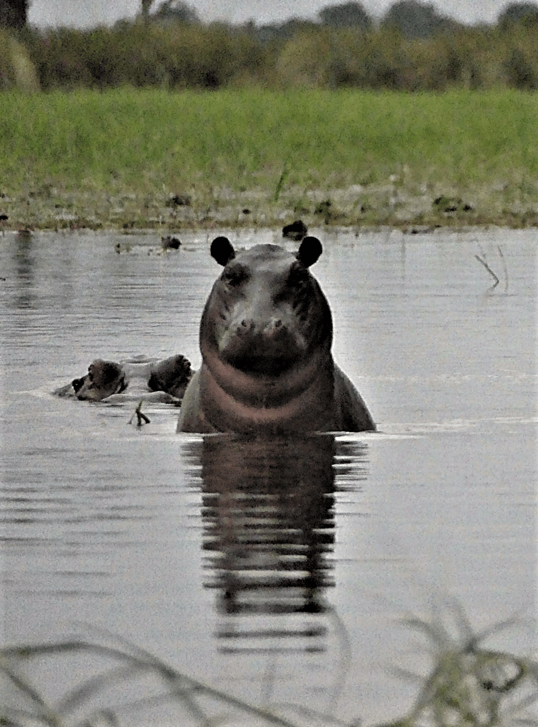 smiling hippo