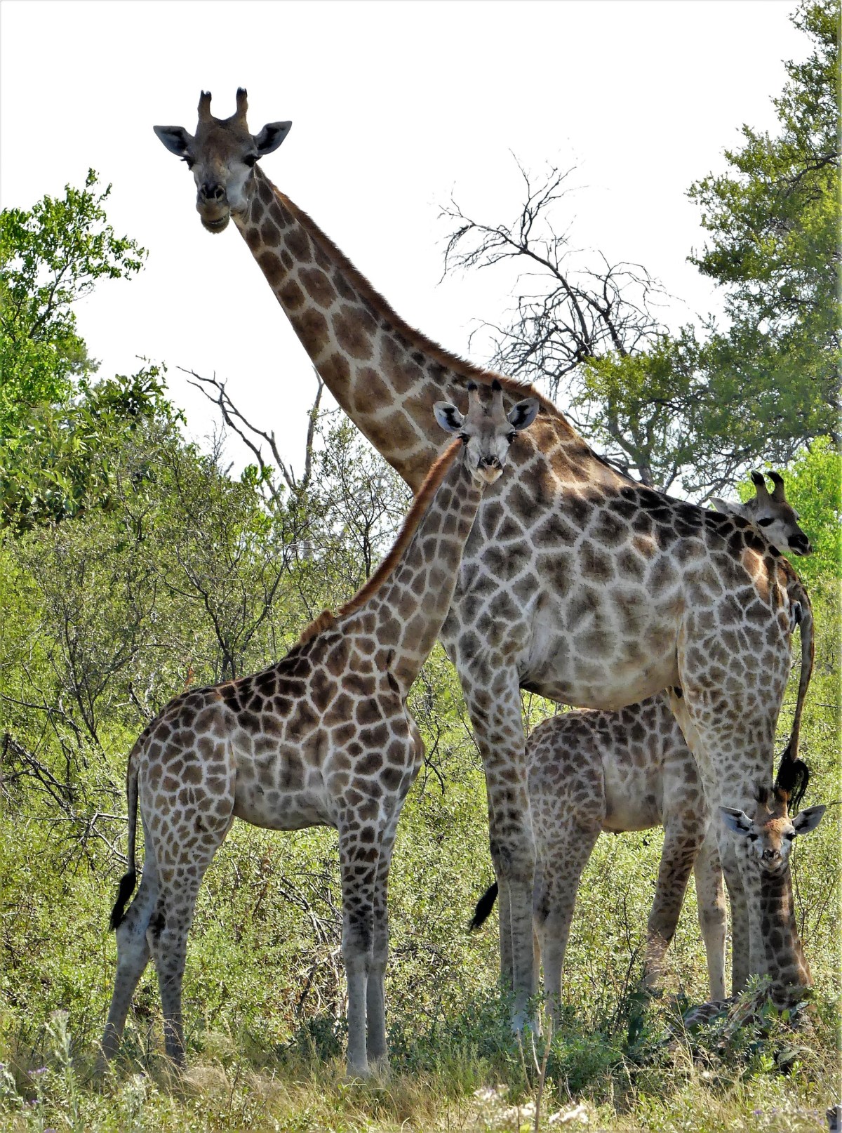 tower of giraffes1519442324641718967..jpg