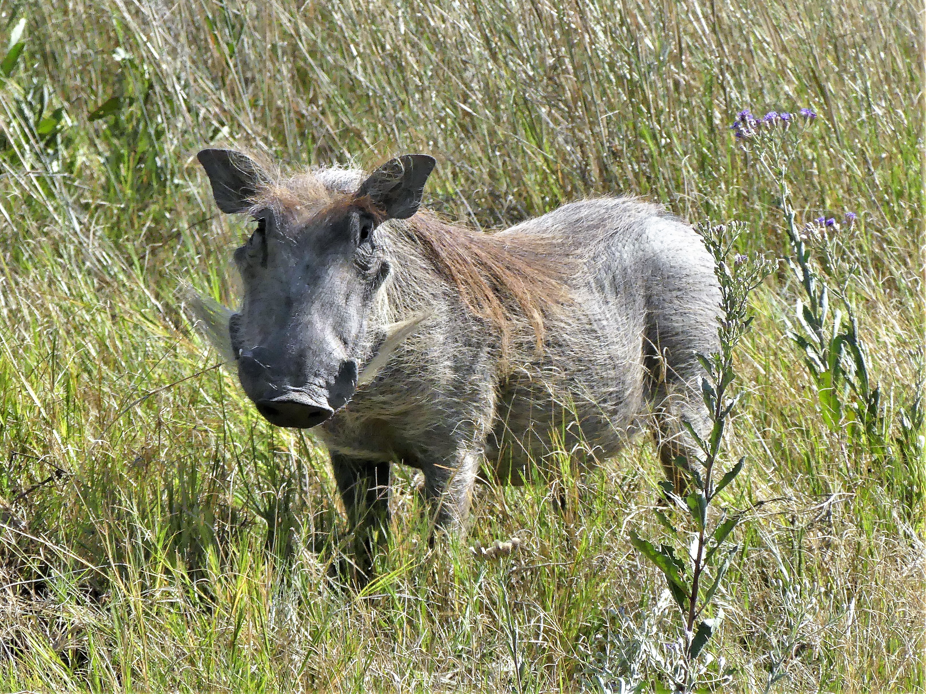 warthog in the grass