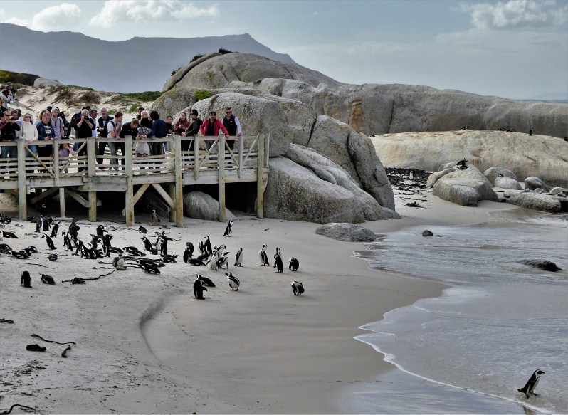 watching the penguins