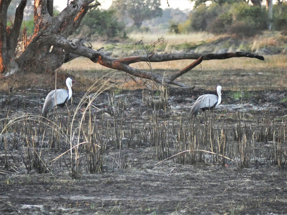 Wattled cranes