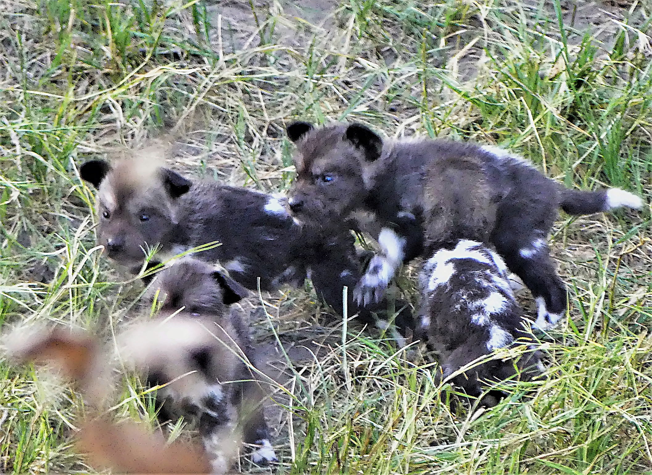 wild dog pups