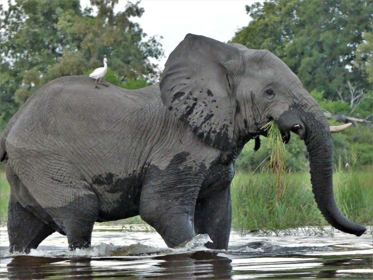 yellow-billed egret riding an elephant