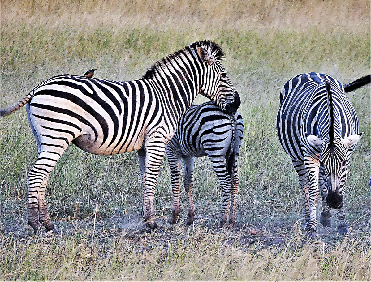 Zebra family