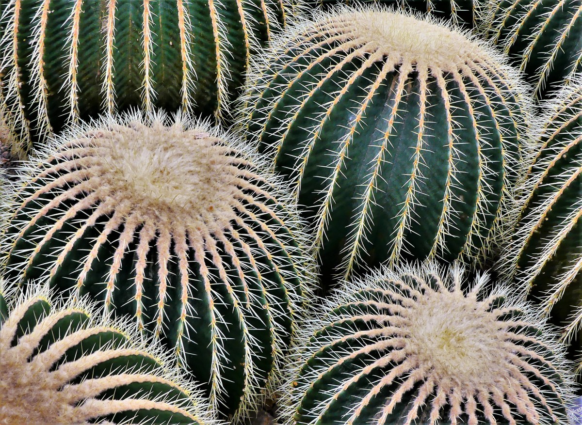 red spine mammallaria