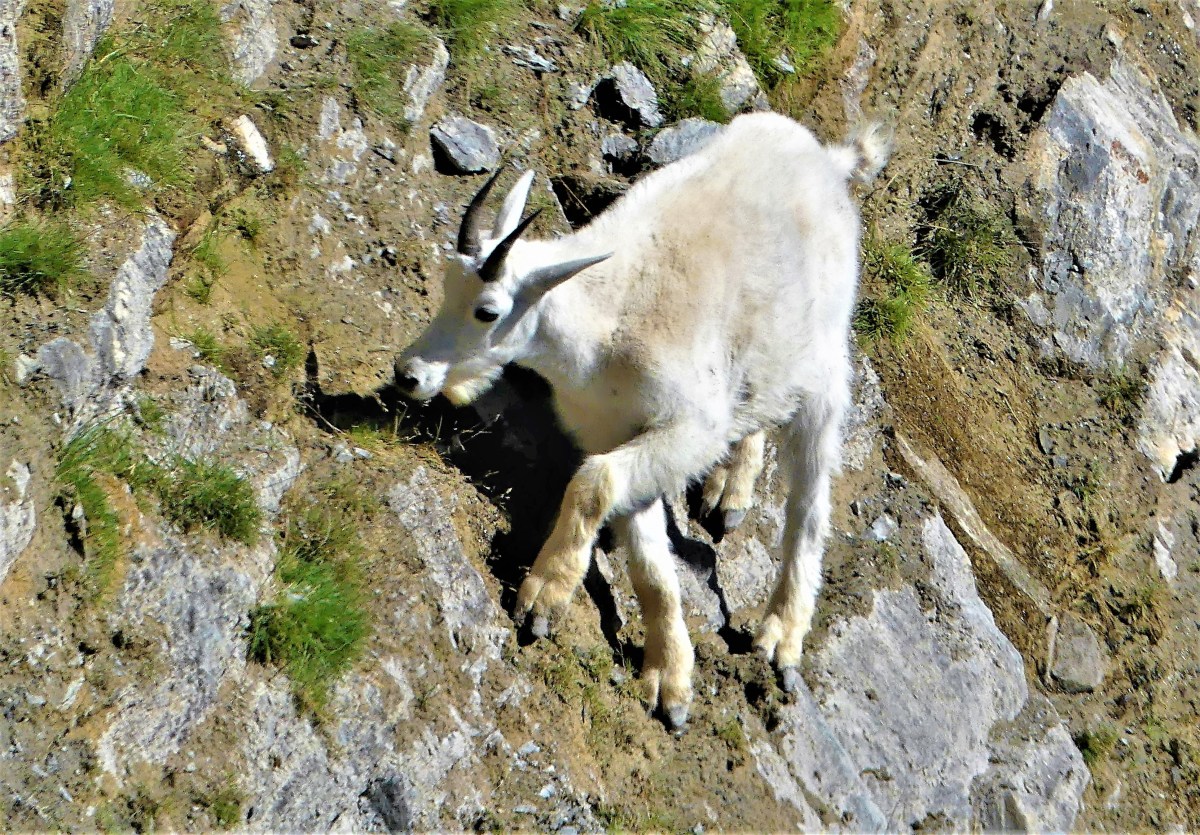 grazing goat (2)