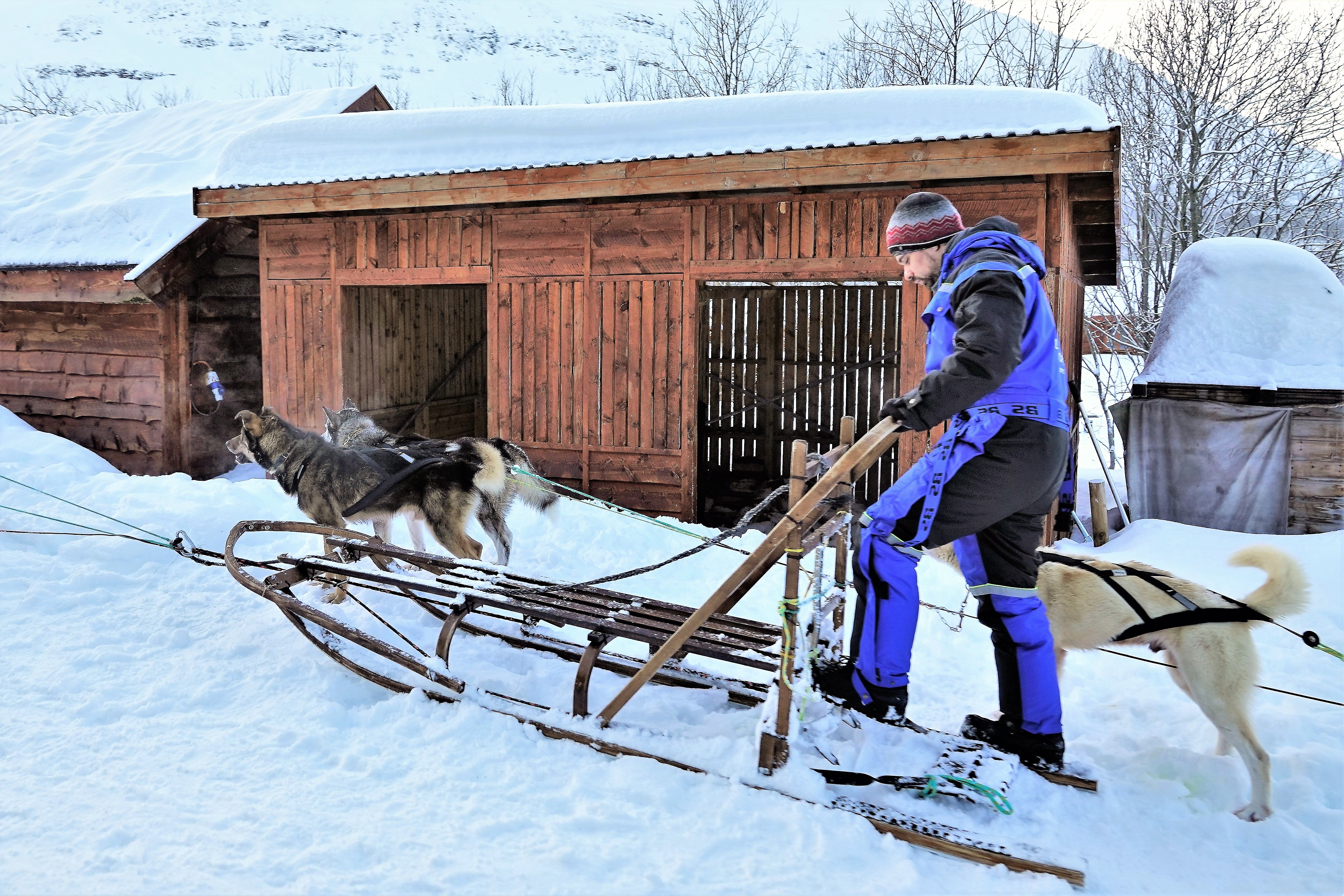 dog sledding (2)