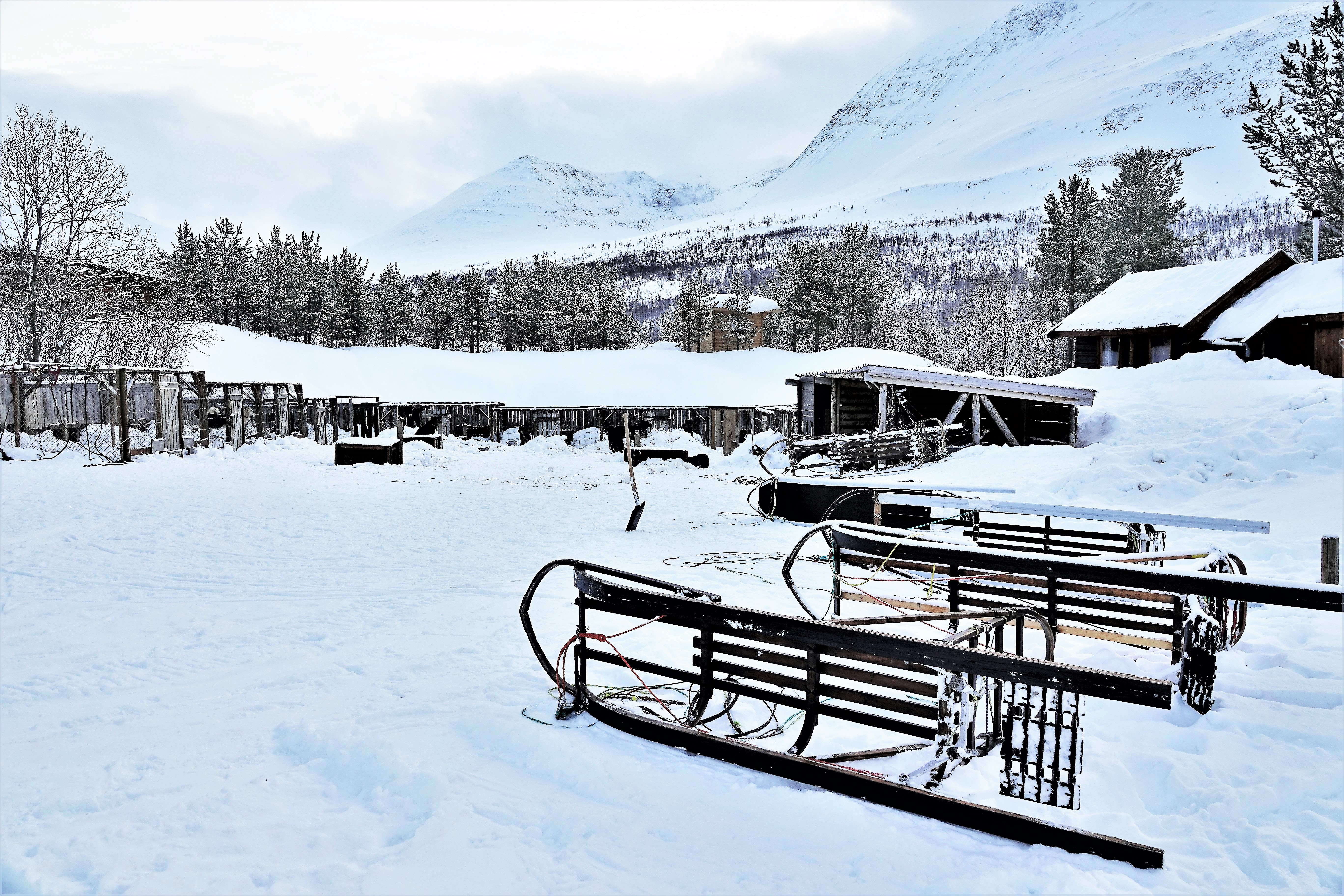 dog sled shed