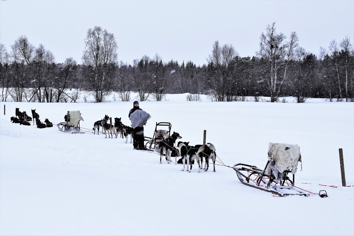 dog team and sled (3)