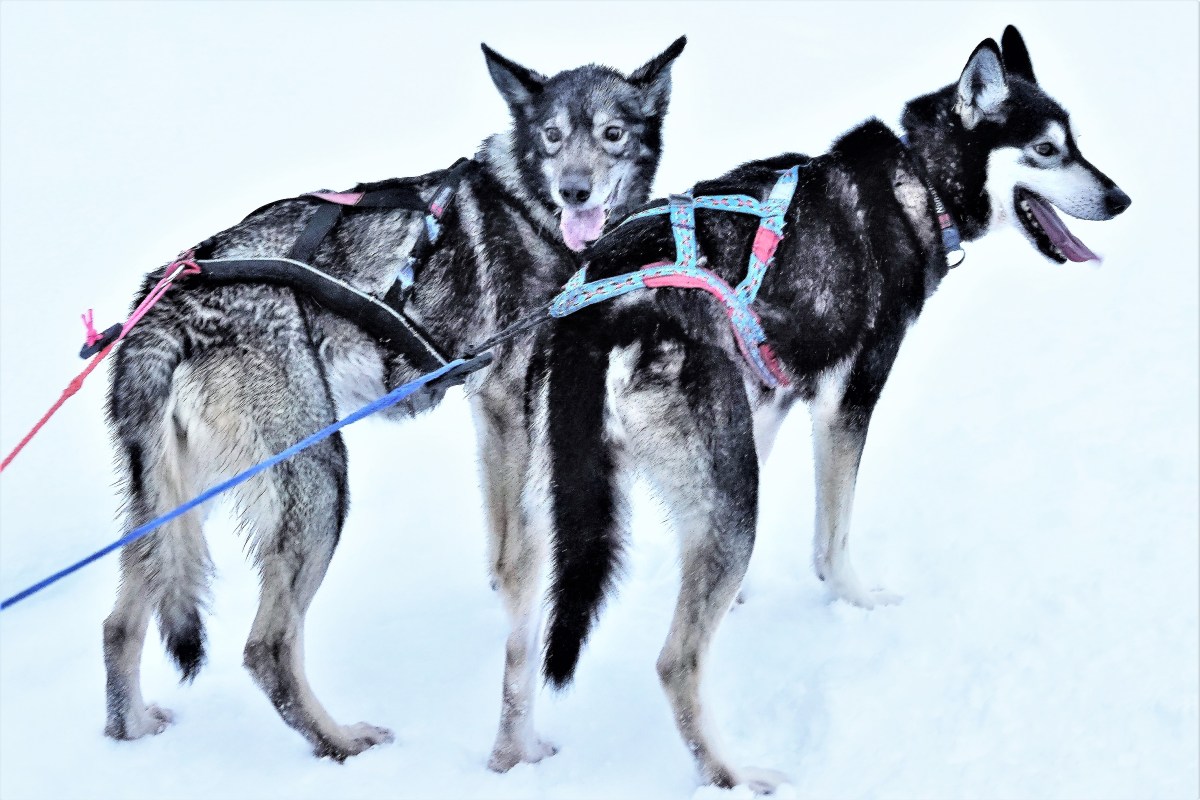 sled leads