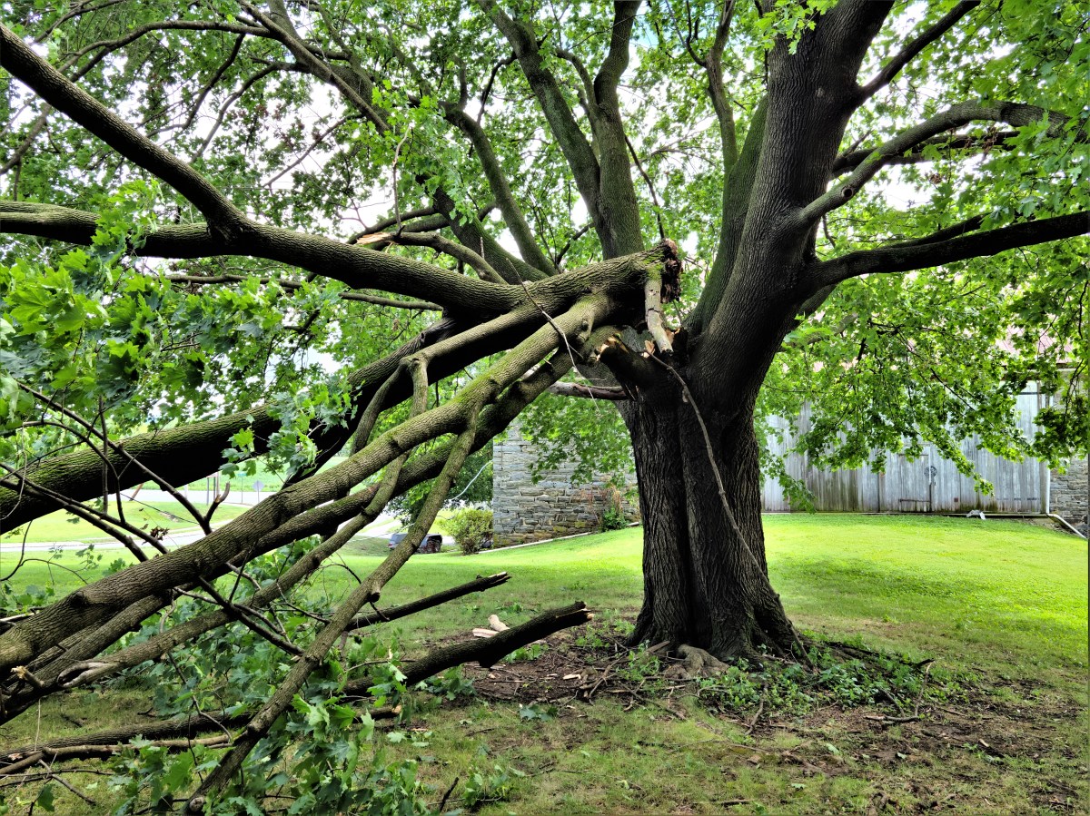 tree limb down