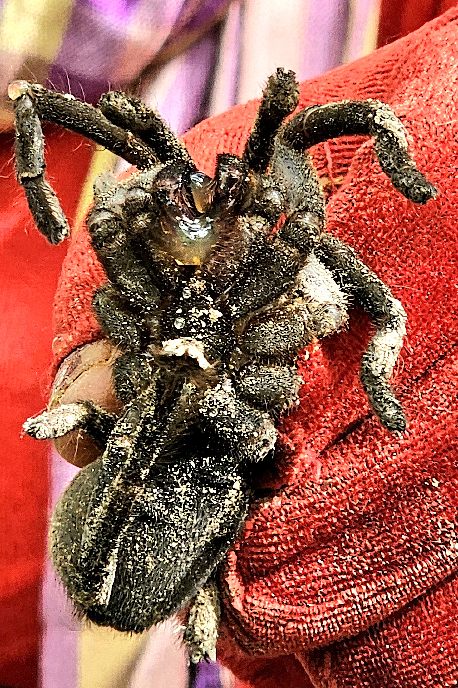 Close-up of a large tarantula displayed on a person's hand, with reddish fabric in the background.