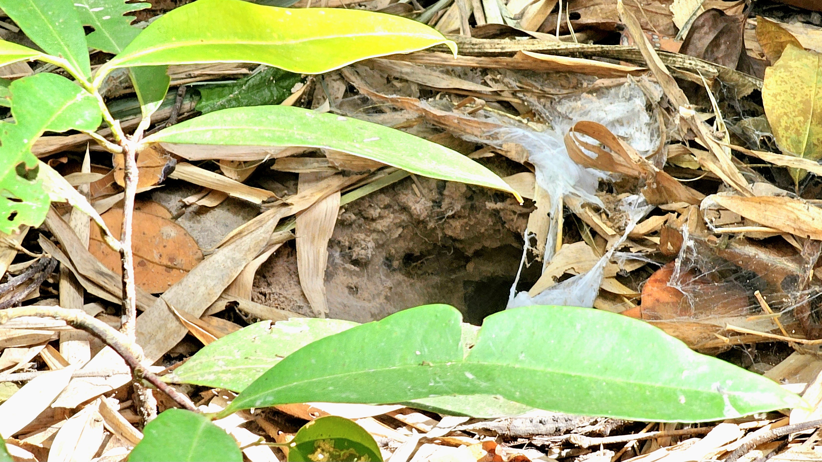 A close-up of a burrow in the ground surrounded by leaves and debris, with spider silk visible at the entrance.