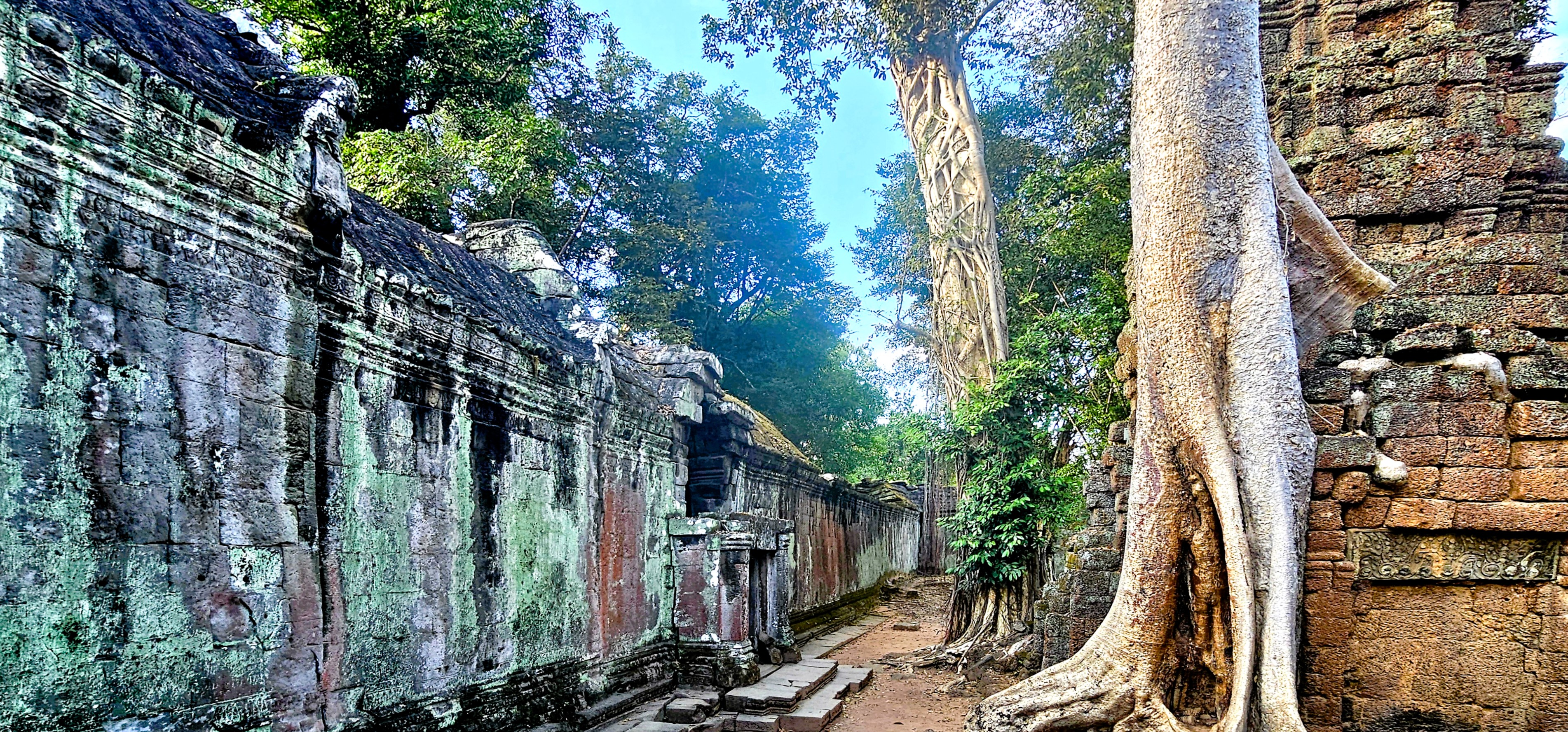 A narrow path flanked by ancient temple walls partially overgrown with moss and creeping vines, featuring large trees with roots extending over the stone structures at Ta Prohm in Cambodia.