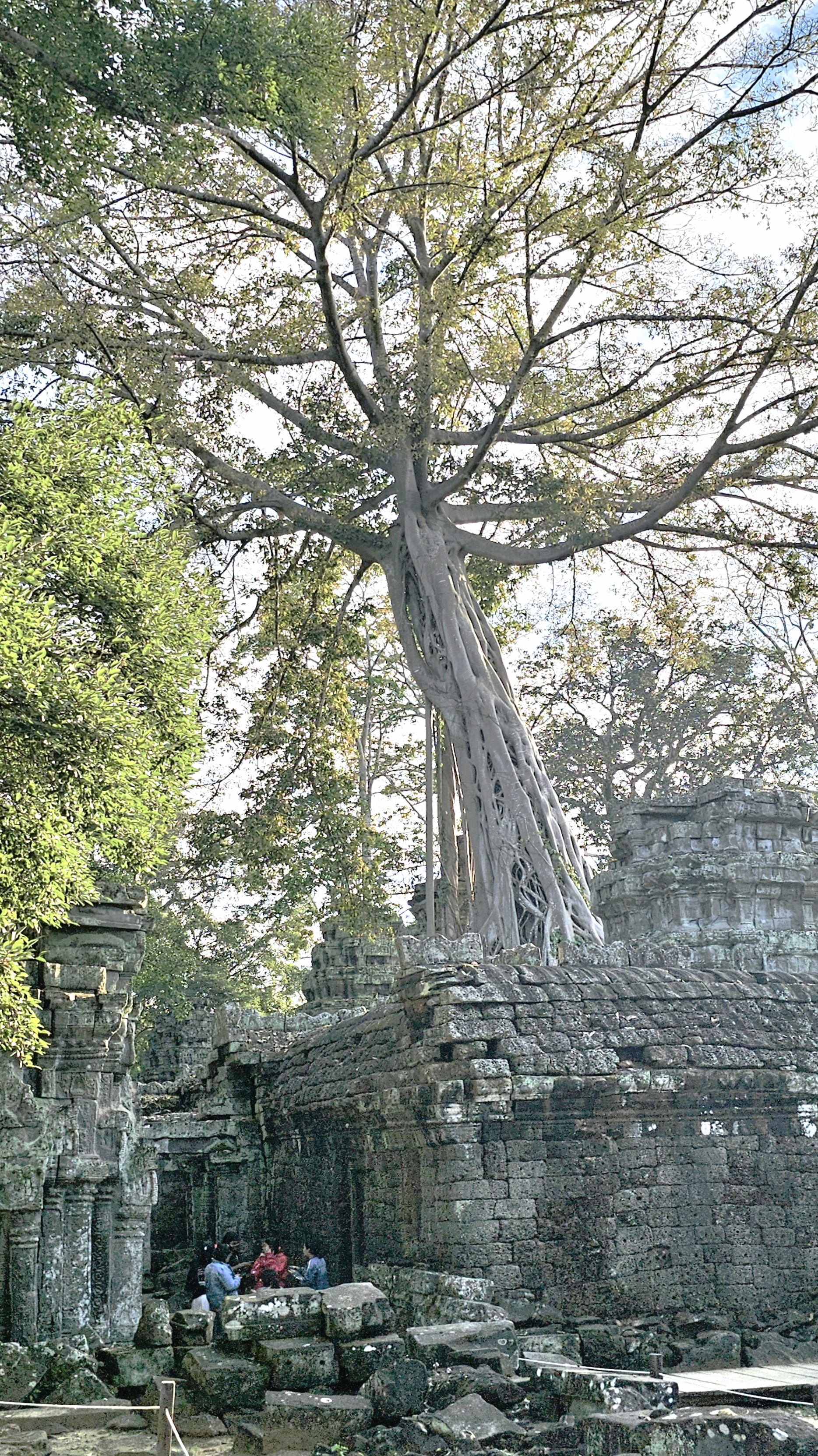 A towering tree with extensive roots grows over ancient stone ruins, showcasing the remarkable interplay between nature and architecture.