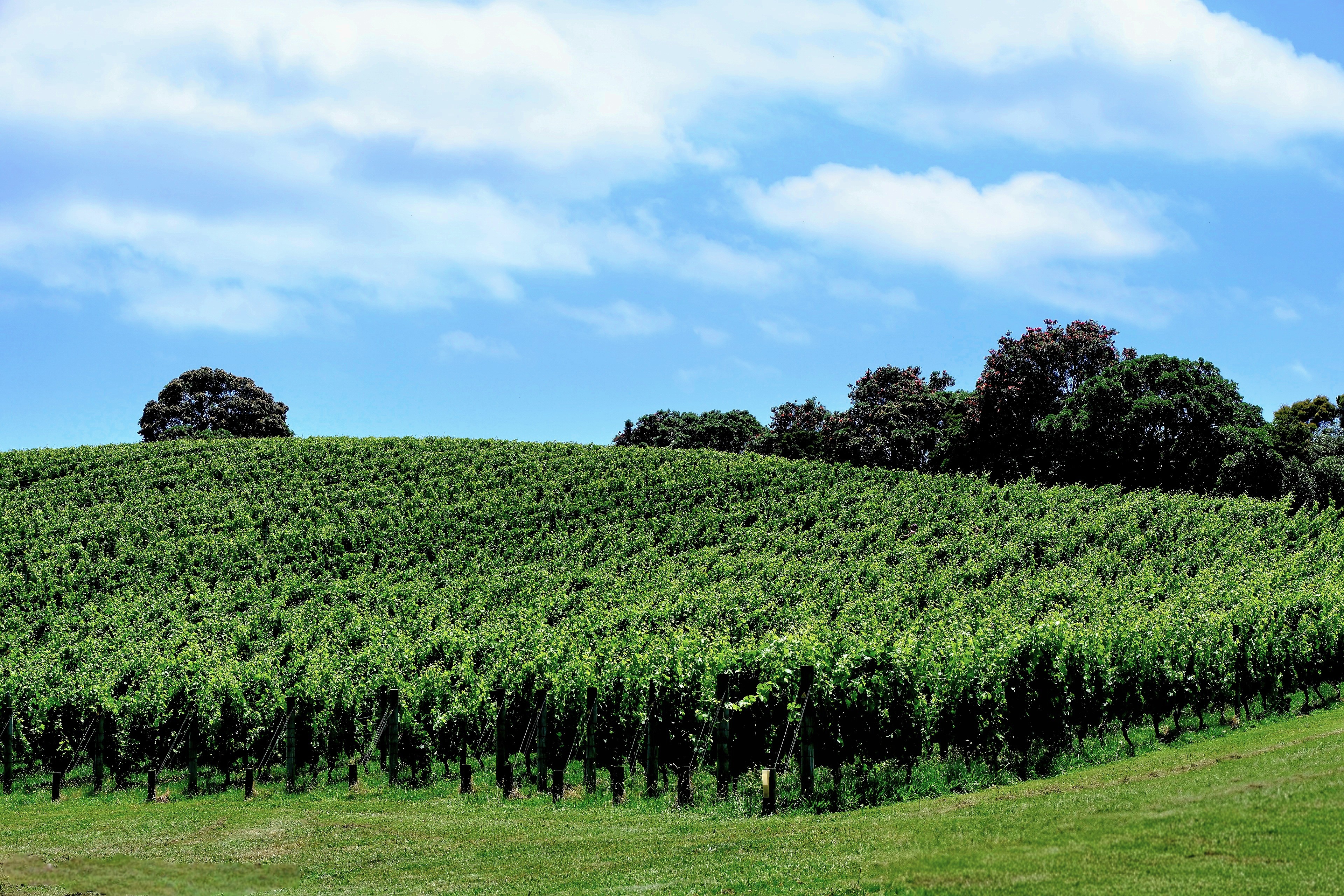 Lush green vineyard on a hillside under a blue sky with clouds.