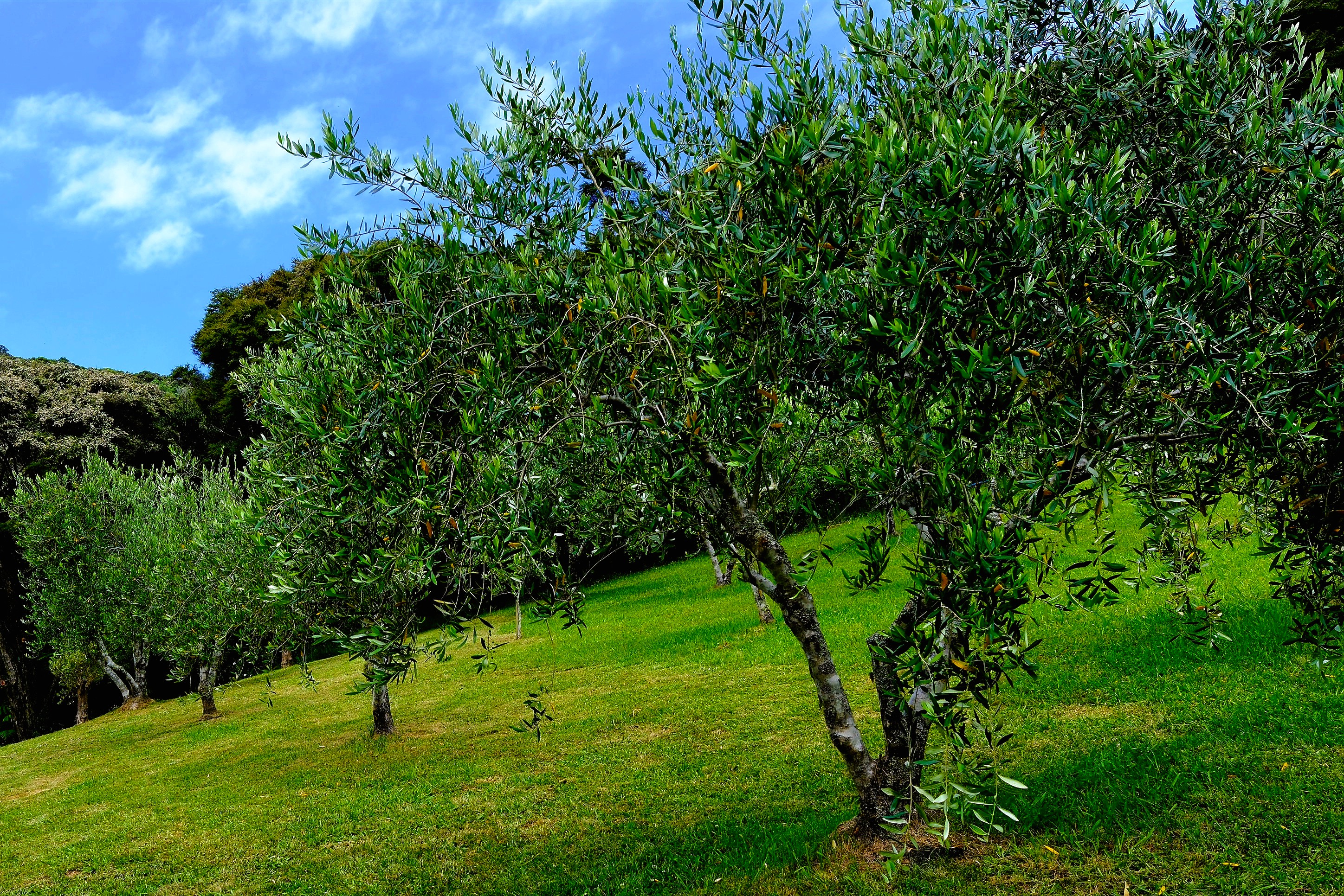 Olive trees growing in a lush green landscape under a blue sky with clouds.