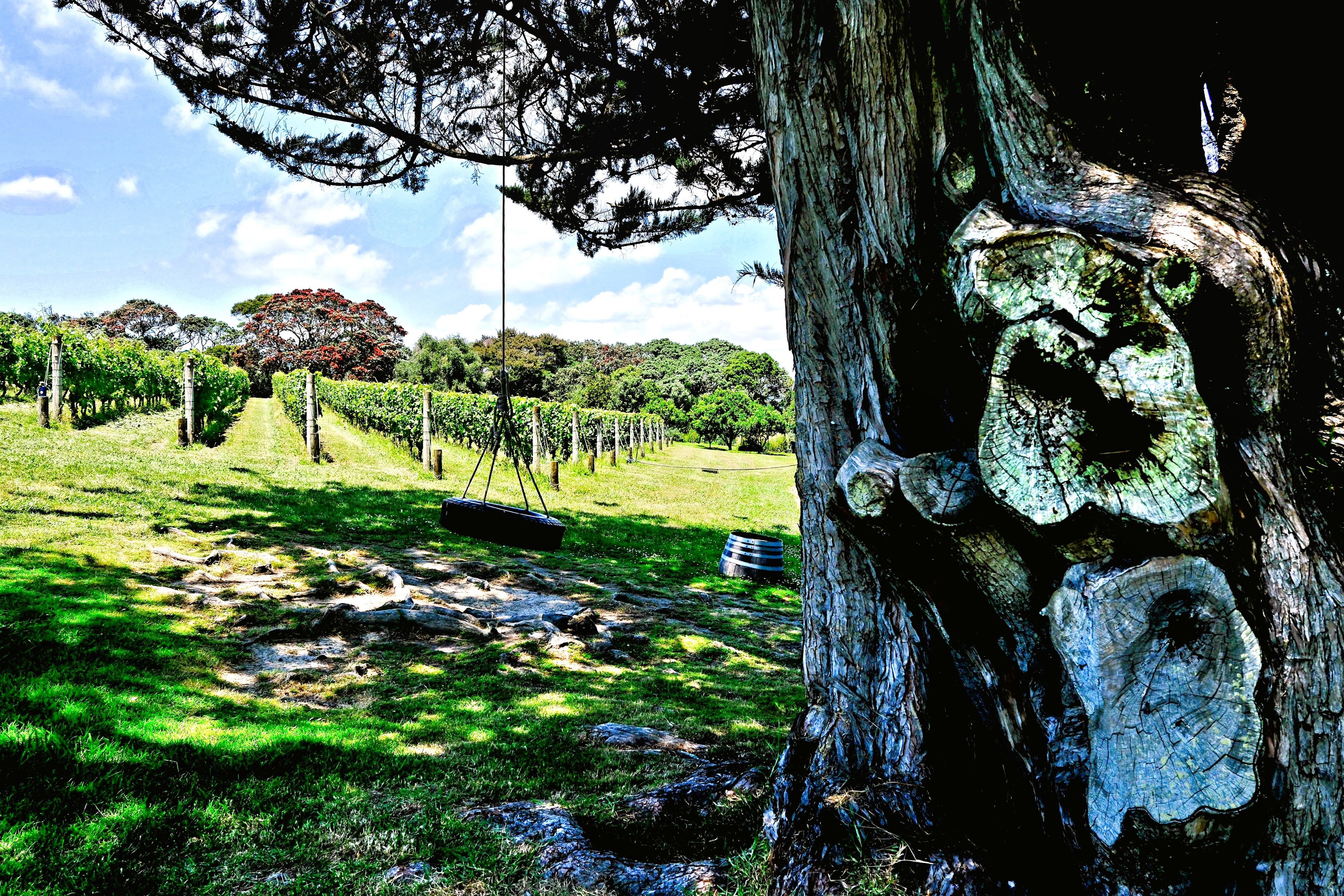 A scenic view of a vineyard with rows of grapevines stretching into the distance, accompanied by a tire swing hanging from a tree in the foreground.