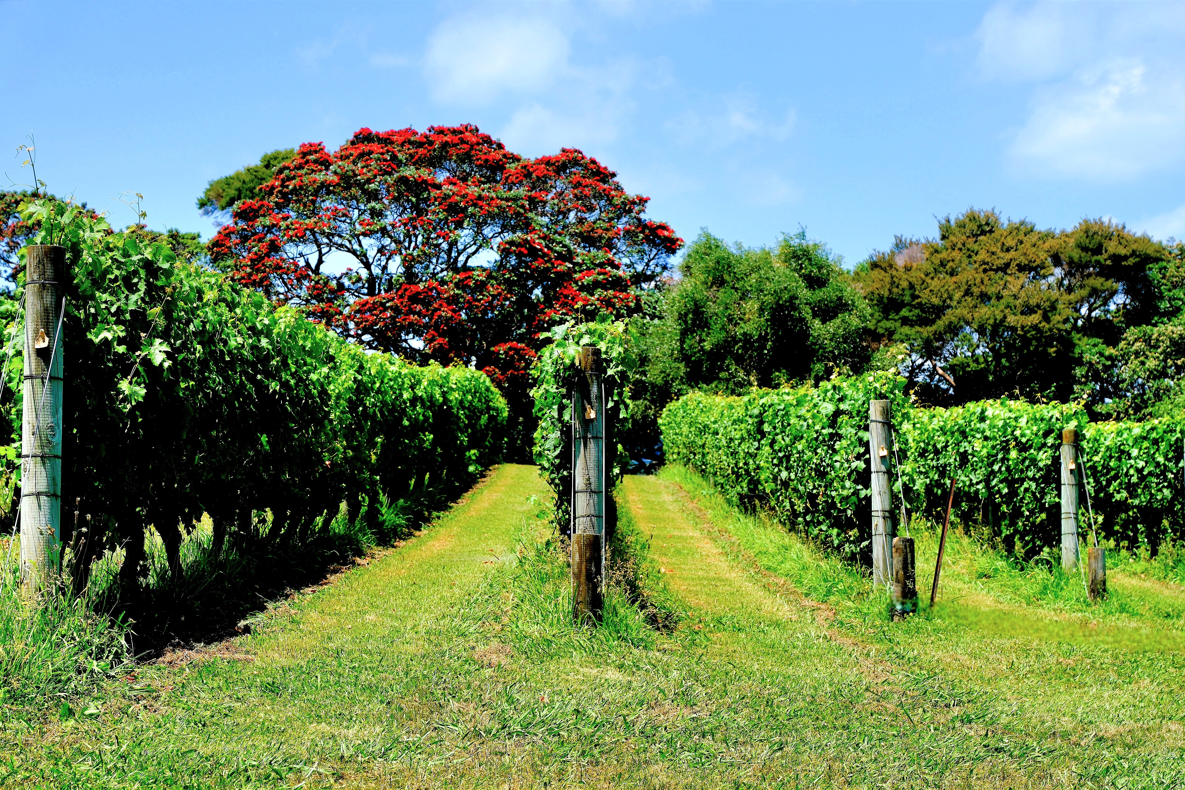 A picturesque vineyard with lush green grapevines and a bright blue sky, featuring a vibrant red-flowered tree in the background.