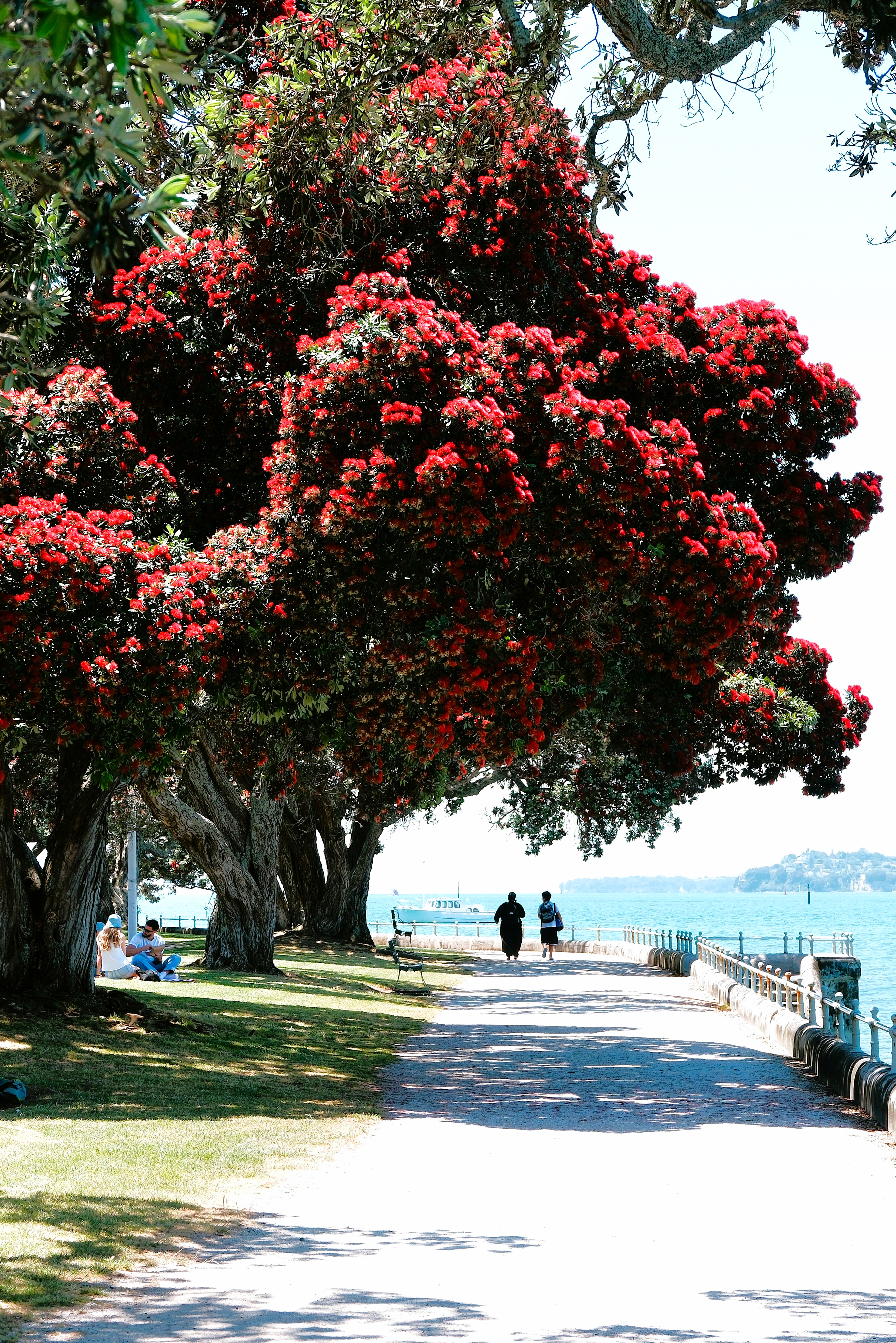 A scenic waterfront walkway lined with vibrant red flowering trees, with people sitting on benches and walking along the path.